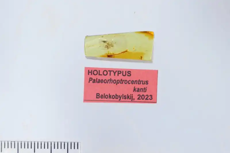 borostyán, dinoszaurusz, felfedezés, kövület, őskor, őslénytan, rovar, természet, tudomány, zárvány