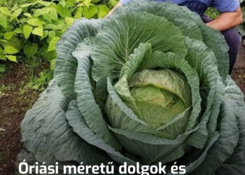 Óriási méretű dolgok és élőlények: 17 lenyűgöző példa, amitől aprónak érzed magad