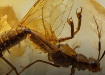 A borostyán rejtett kincsei: váratlan felfedezések és lenyűgöző tények