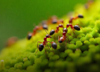 Hangya „halálspirál”: egy könyörtelenül hátborzongató ösztönös viselkedés