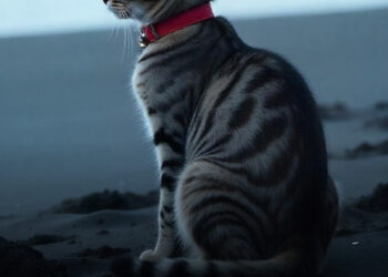 Az utolsó út: hogyan viselkednek a macskák röviddel a haláluk előtt?