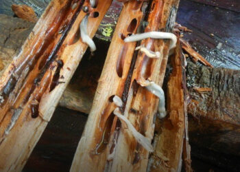 Apró lények, amik felfalják a hajót: a hajóférgek veszélye