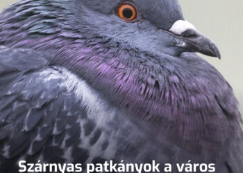 Szárnyas patkányok a város ellen: Hány betegséget hordoznak valójában a galambok?