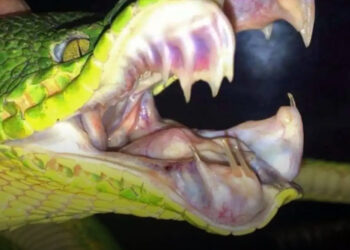 Kérdések, amik sosem jutnának eszedbe – 18 meglepő válasz fotókkal