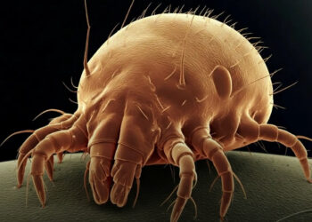 Poratka elleni győzelem: Egy házvezetőnő egyszerű módszere segített