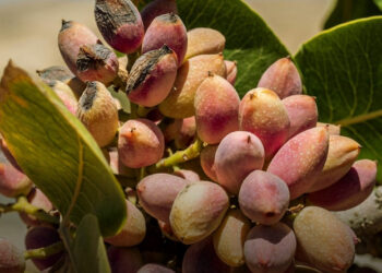 Pisztácia szüretelése: Miért ilyen drága és veszélyes?