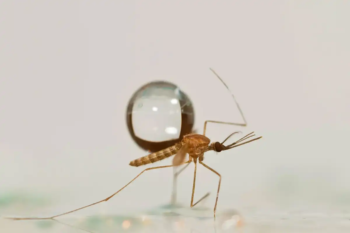 alkalmazkodás, biomechanika, érdekesség, eső, repülés, rovarok, szúnyog, természet, tudomány, túlélés
