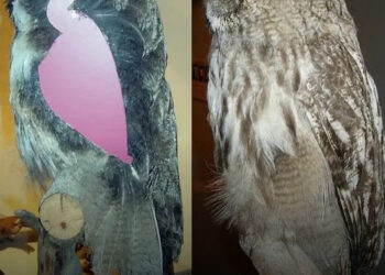 17 lenyűgöző kép, amely feltárja belülről a mindennapi tárgyakat