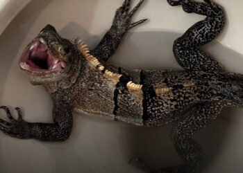 Ausztrália rémálmai: 16 sokkoló állati találkozás, amit sosem felejtesz el!