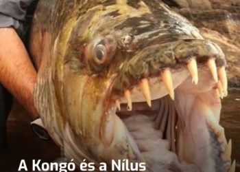 Félelem Királya: Az afrikai vizek láthatatlan uralkodója, akitől még a krokodilok is rettegnek