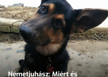 Németjuhász: Miért és hogyan tették tönkre az emberek a tökéletes kutyafajtát?