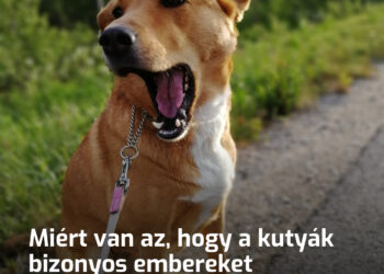 Mitől függ, hogy a kutyák egyes embereket megugatnak, másokat nem: Viselkedés, ösztönök és érzékelés