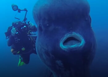 Az óceán legtöbbet szenvedő lakója: 5 érdekesség a naphalról