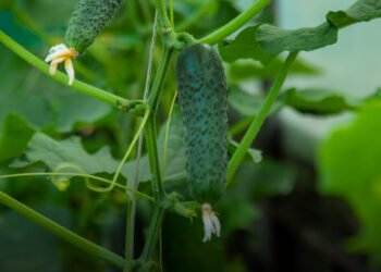 Uborkaültetés izlandi módra: Kényelmes és időhatékony módszer