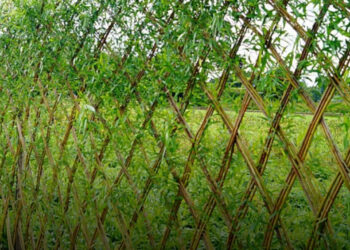 Egy férfi 3000 dugványt ültetett kerítés helyett – és ez történt 3 év alatt