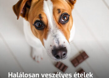 Konyhai ételek, amelyek halálos veszélyt jelentenek a kutyádra: Kerüld el a mérgezést!