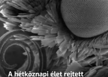 A hétköznapi élet rejtett struktúrái: Mikroszkópos kalandozás a mindennapokban