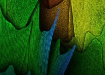 Rejtett világok a szemed előtt: a hétköznapi tárgyak felnagyítva