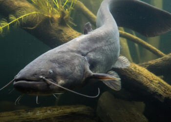 Az édesvíz titokzatos óriása: a harcsa