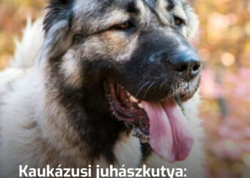 Kaukázusi juhászkutya: lenyűgöző fajta, amit nem tartanék, és másoknak sem javasolnám