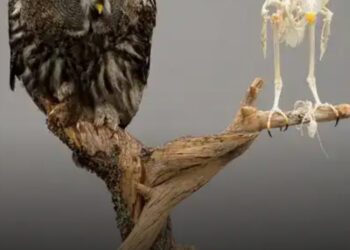 25 elképesztő pillanat, amit jobb látni, mint hallani