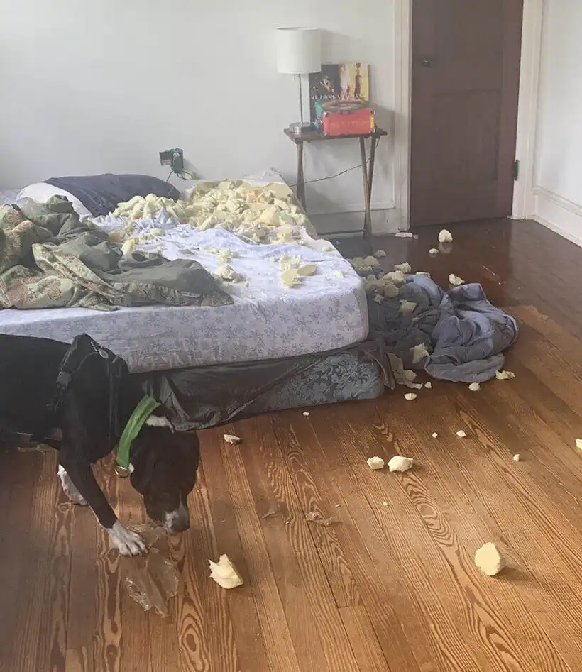 Balhé, Bosszúság, csalódás, Élet, Helyzetek, humor, képek, Öröm, problémák, vicces