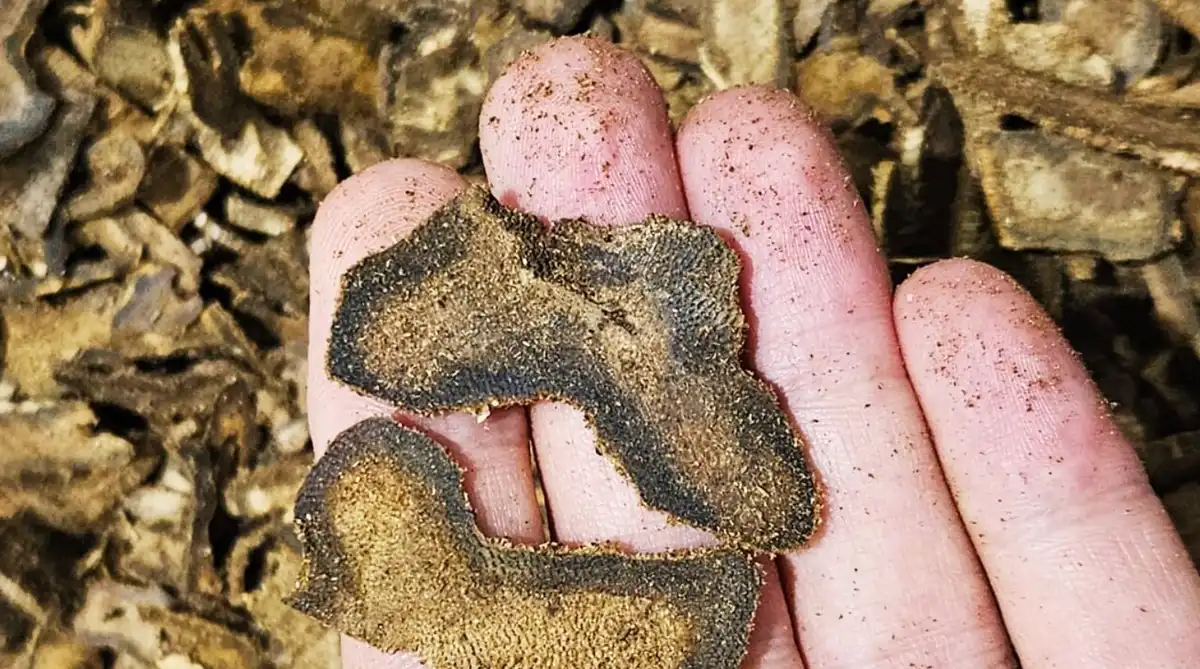 Ázsia, botanika, Érték, Kinam, luxus, Oud, parfüm, ritkaság, spiritualitás, természet