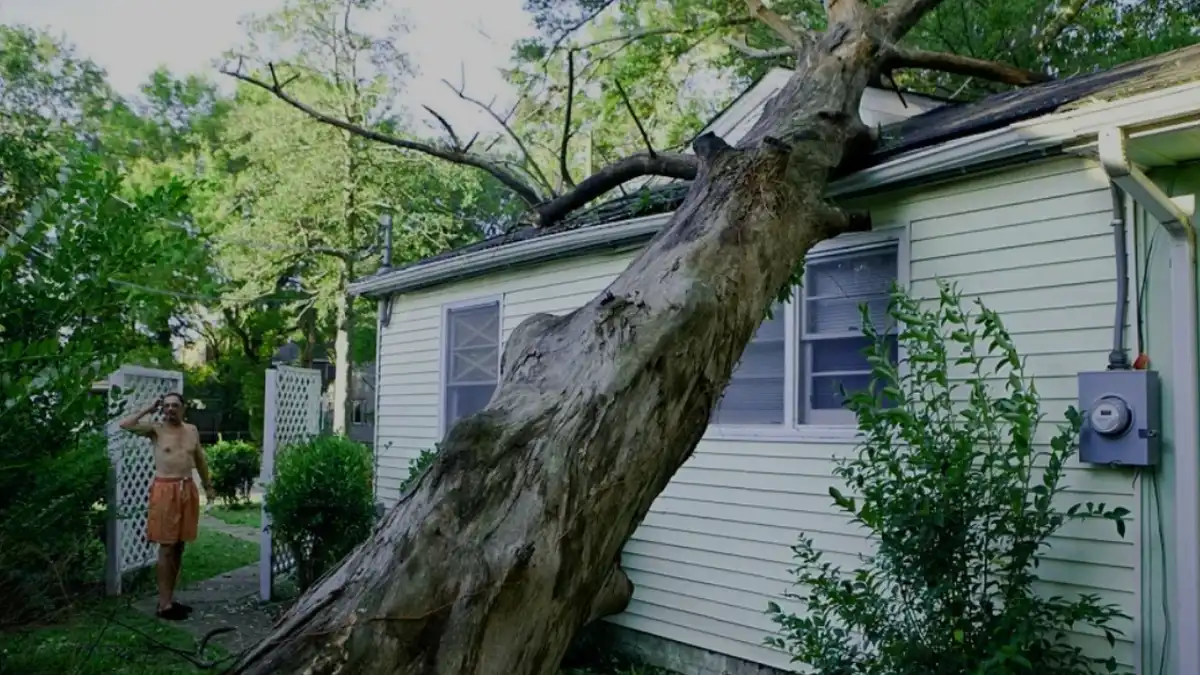 Birtokvédelem, fa, kert, Önhatalom, Szomszéd, Szomszédjog, Telekhatár, Tévhit, Törvény, vita