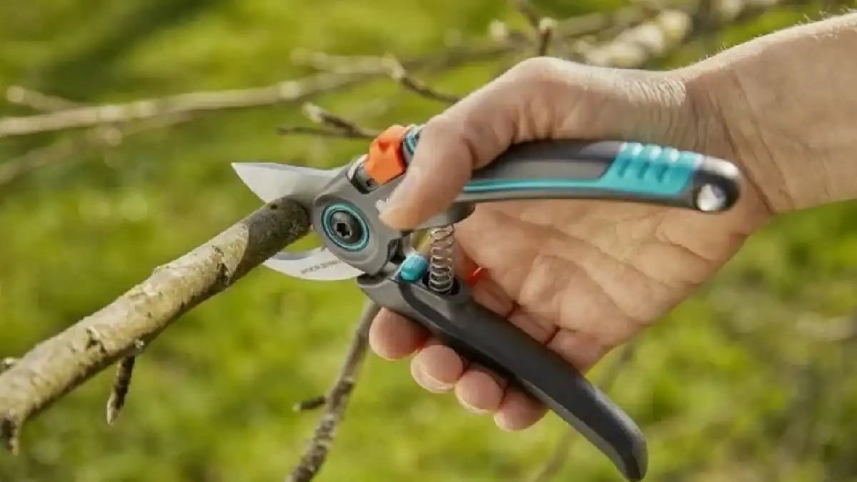 Birtokvédelem, fa, kert, Önhatalom, Szomszéd, Szomszédjog, Telekhatár, Tévhit, Törvény, vita