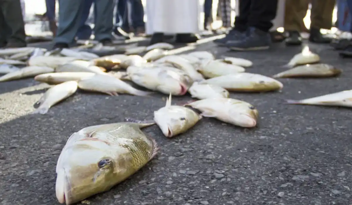 állatok, anomáliák, bizarr, furcsaságok, hihetetlen, időjárás, jelenségek, rejtélyek, természet, tudomány