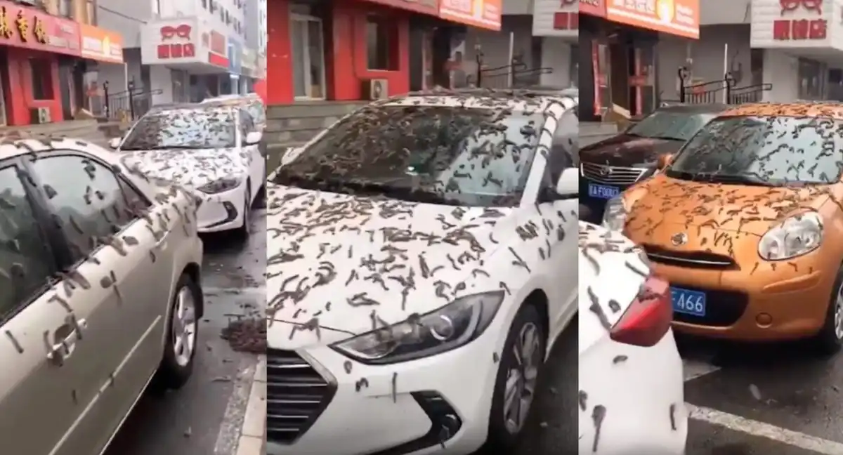 állatok, anomáliák, bizarr, furcsaságok, hihetetlen, időjárás, jelenségek, rejtélyek, természet, tudomány