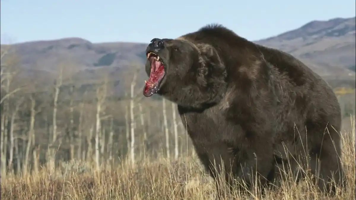 biológia, egészség, fertőzés, medve, parazita, természet, túlélés, vadászat, vadhús, veszély