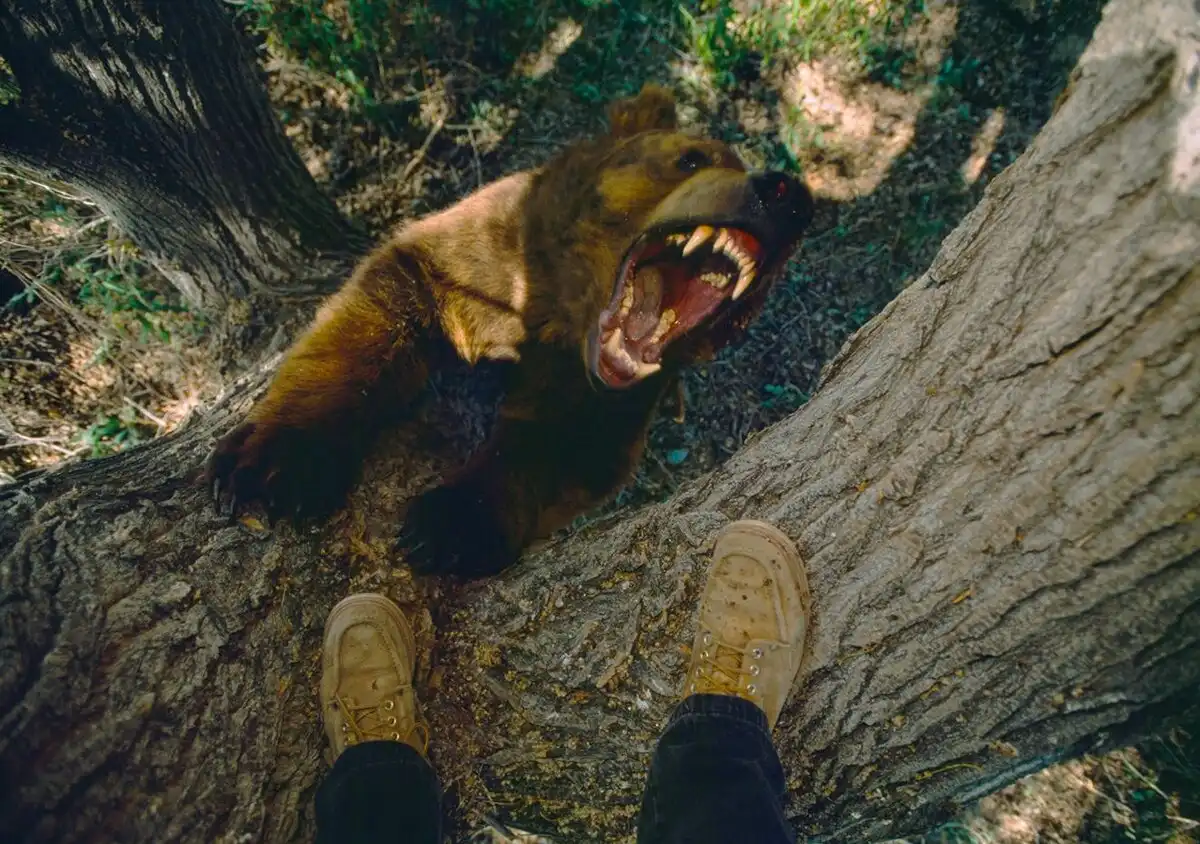 biológia, egészség, fertőzés, medve, parazita, természet, túlélés, vadászat, vadhús, veszély