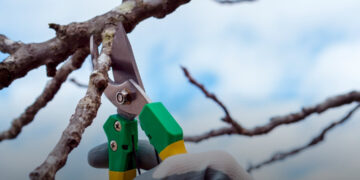 A szomszédom levágta az összes ágat, ami átnyúlt hozzá. Megtehette ezt? Fél almafám bánta