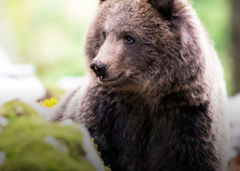 Miért életveszélyes a medvehús fogyasztása? Nem túlzok