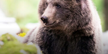 Miért életveszélyes a medvehús fogyasztása? Nem túlzok