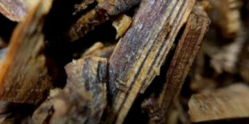 A világ legdrágább fája – Miért értékesebb az aranynál?