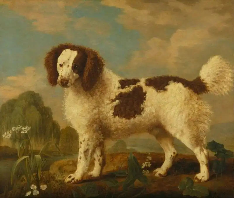 beagle, bernáthegyi, boxer, családi kutya, háziállat, kutyafajták, kutyatartás, labrador, vadászkutya