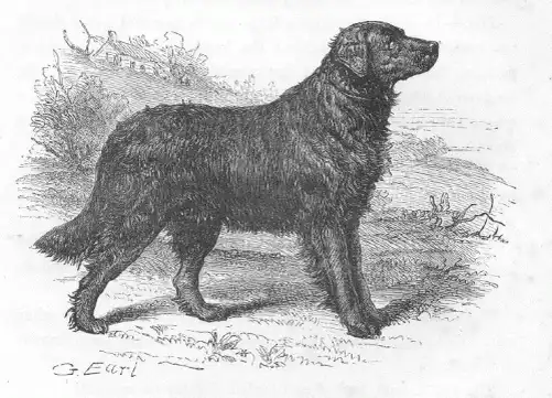 beagle, bernáthegyi, boxer, családi kutya, háziállat, kutyafajták, kutyatartás, labrador, vadászkutya