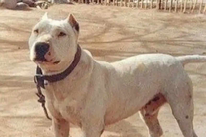 beagle, bernáthegyi, boxer, családi kutya, háziállat, kutyafajták, kutyatartás, labrador, vadászkutya