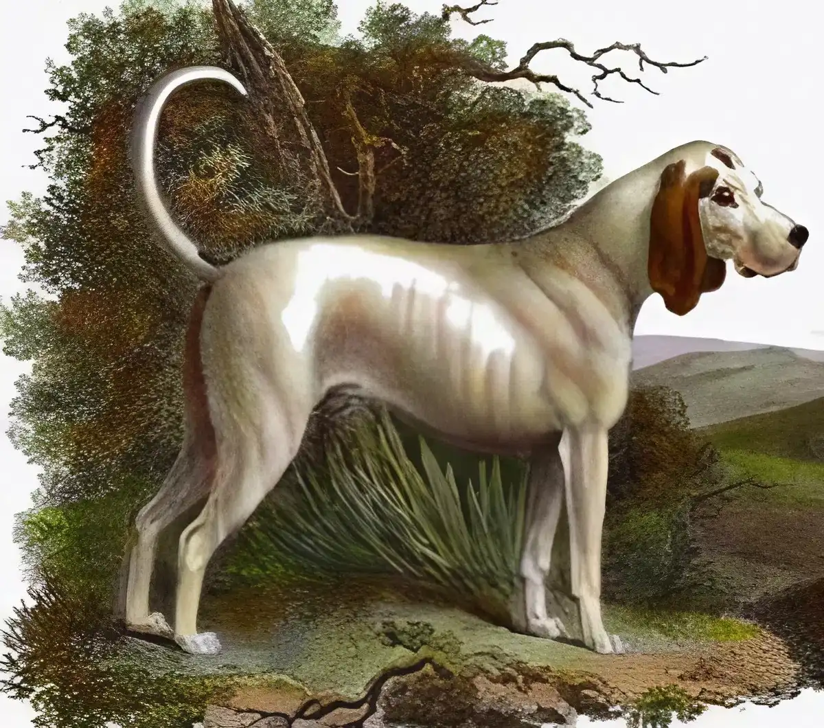 beagle, bernáthegyi, boxer, családi kutya, háziállat, kutyafajták, kutyatartás, labrador, vadászkutya