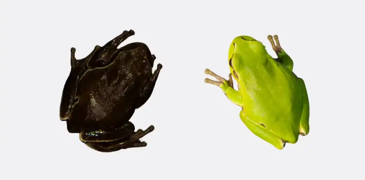Csernobil, DNS, egészségmegőrzés, evolúció, genetika, rákkutatás, sugárzás, természet, tudomány