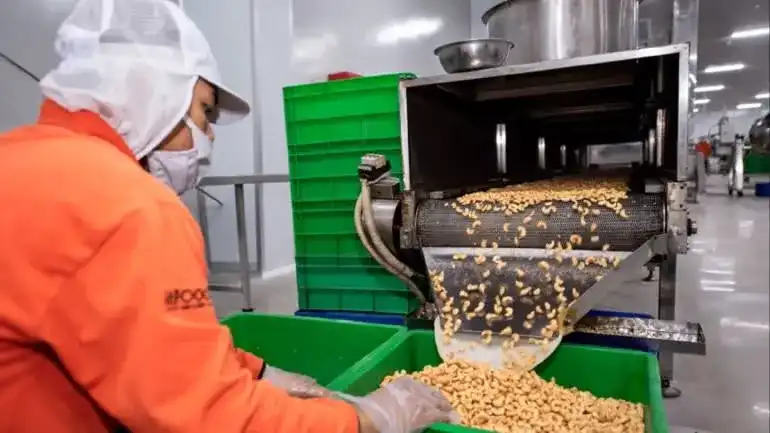 drága élelmiszer, egészséges táplálkozás, egzotikus gyümölcsök, élelmiszeripar, kesualma, kesudió, mérgező ételek, urushiol