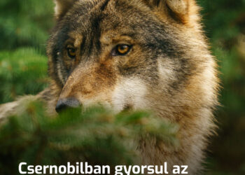 Az evolúció felgyorsult Csernobilban. A tudósok állatokat vizsgáltak a tilalmi zónában