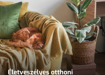 Rejtett veszélyek otthon: 10 dolog, ami rettentően károsíthatja az egészségünket