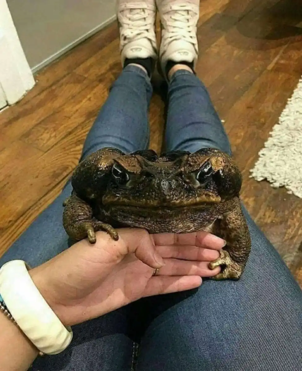 állat, ember, érdekesség, fotógyűjtemény, méret, méretarány, összehasonlítás, perspektíva, tárgy